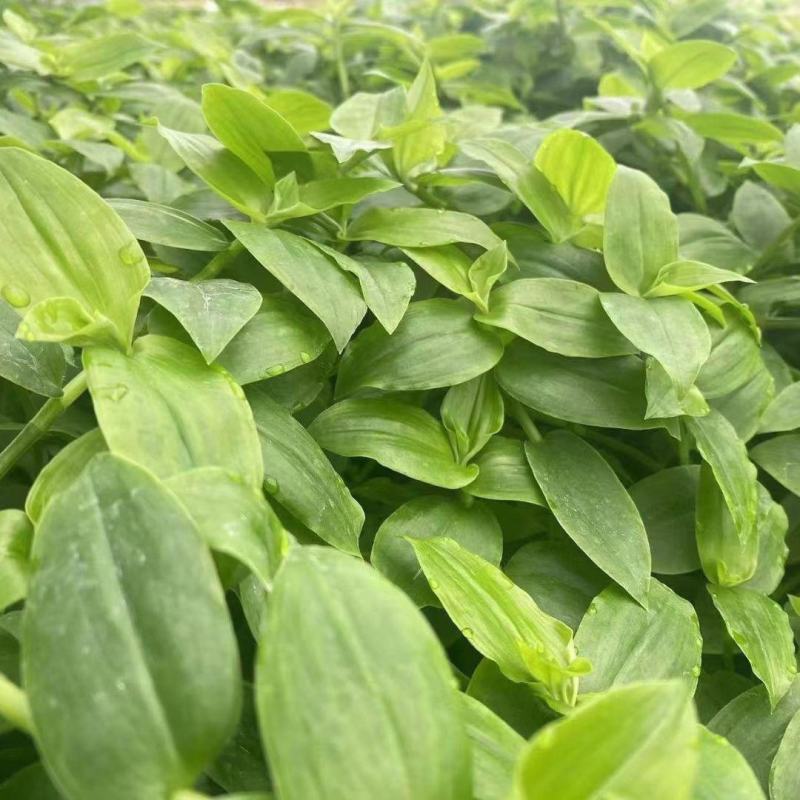 新鲜可食用石斛苗，单独包装菜200克一包