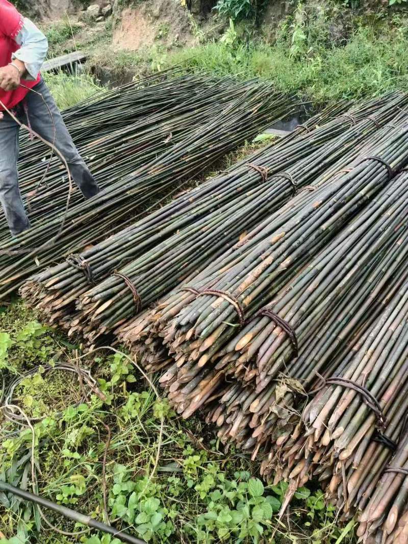 产地批发价精品实心竹，竹身直滑、老身、实心、坚硬、长期有货