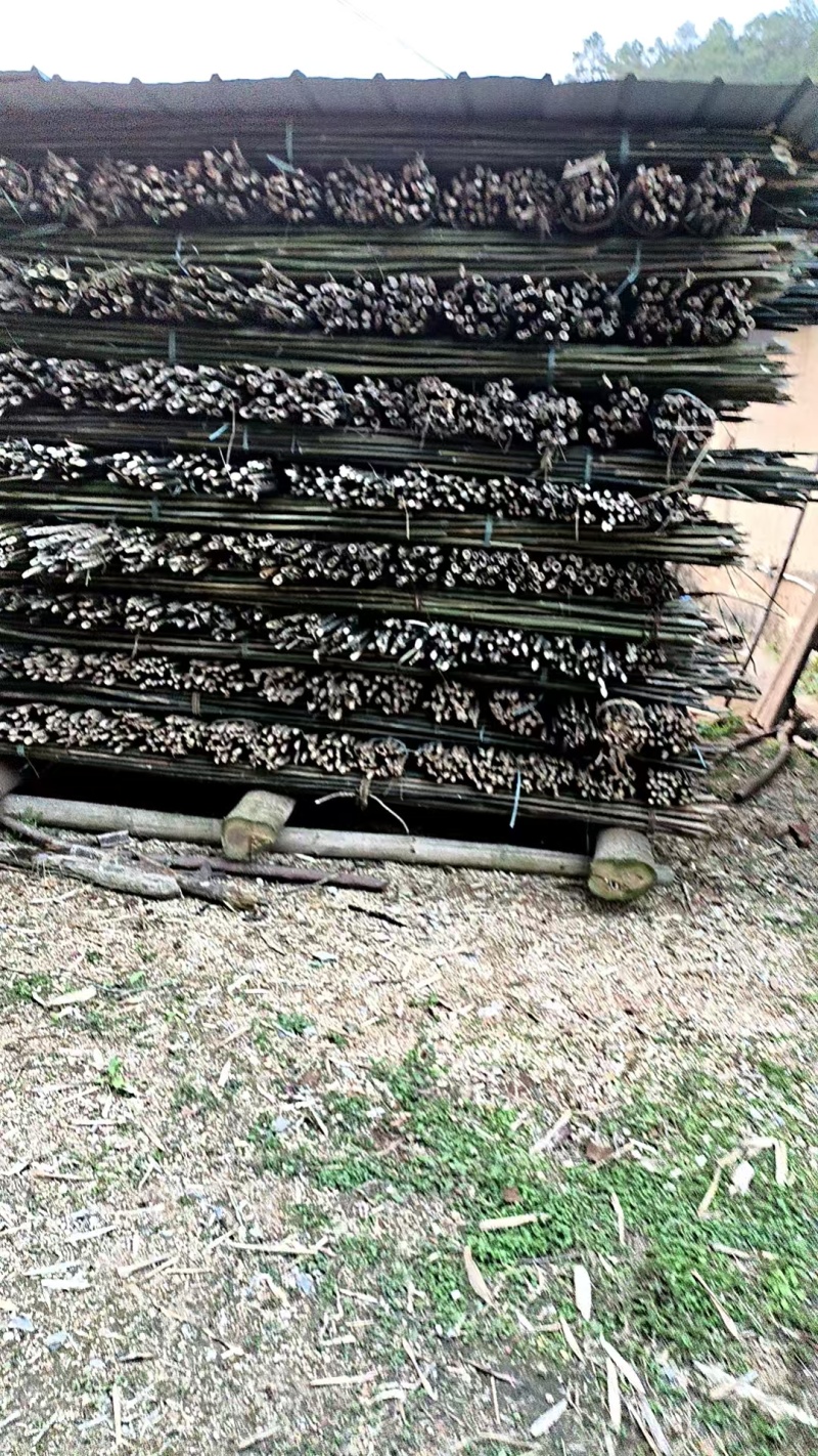 产地批发价精品实心竹，竹身直滑、老身、实心、坚硬、长期有货