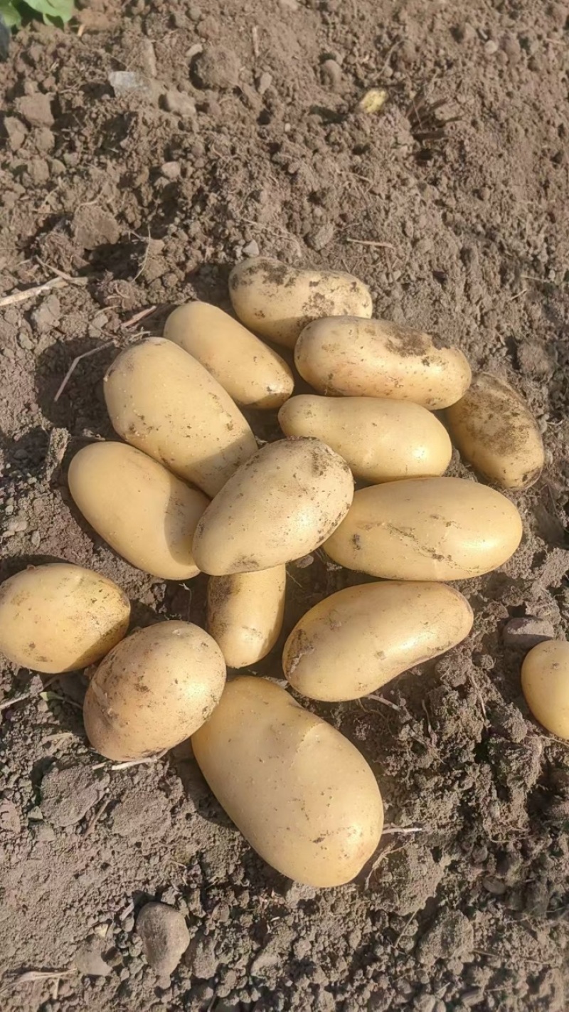 【牛商推荐】精品新鲜土豆产地直销保质保量批发量大优惠