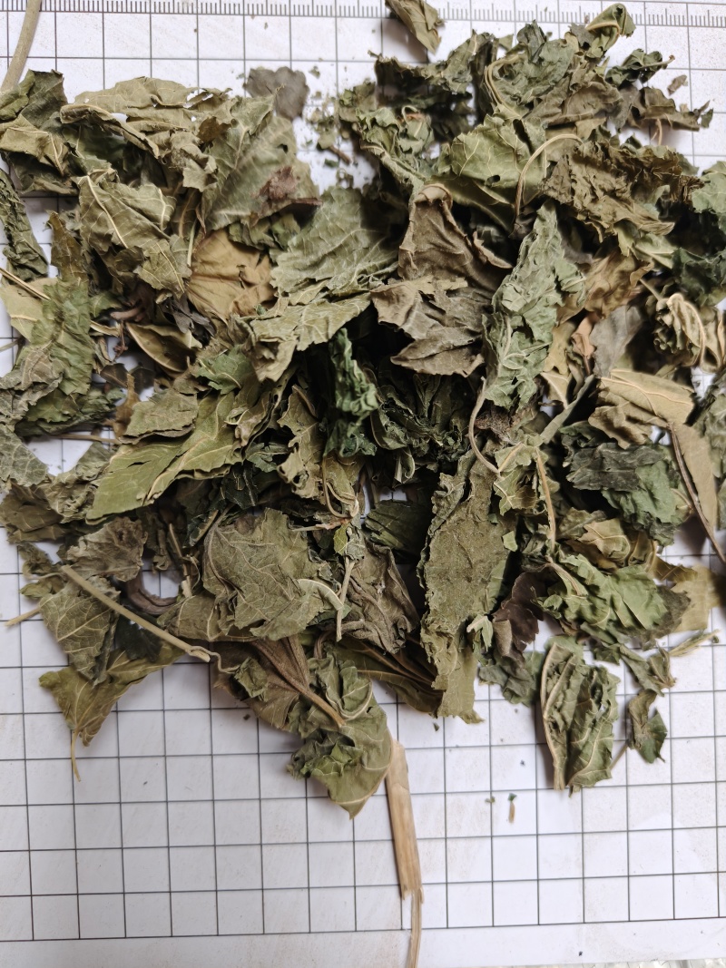 桑叶统货批发支持代发1000克桑叶