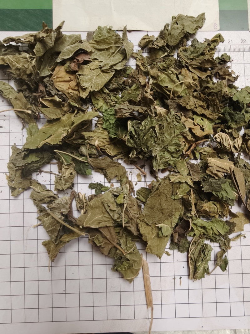 桑叶统货批发支持代发1000克桑叶