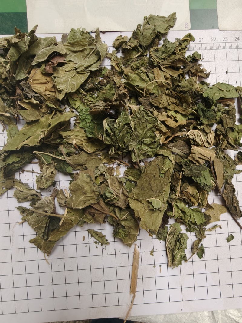 桑叶统货批发支持代发1000克桑叶