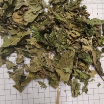桑叶统货批发支持代发1000克桑叶