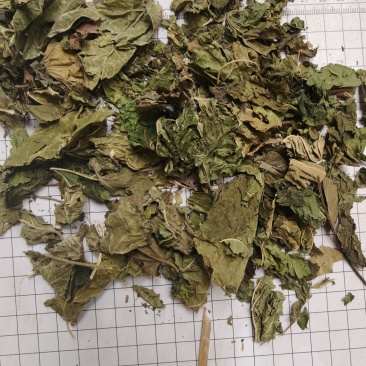 桑叶统货批发支持代发1000克桑叶