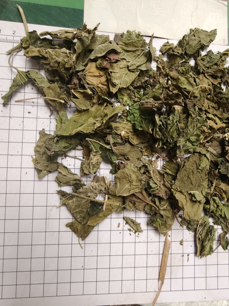 桑叶统货批发支持代发1000克桑叶