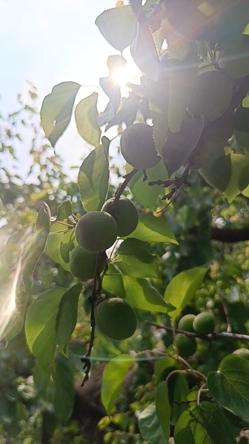 山东金太阳杏，货源充足，产地新鲜直摘，量大从优