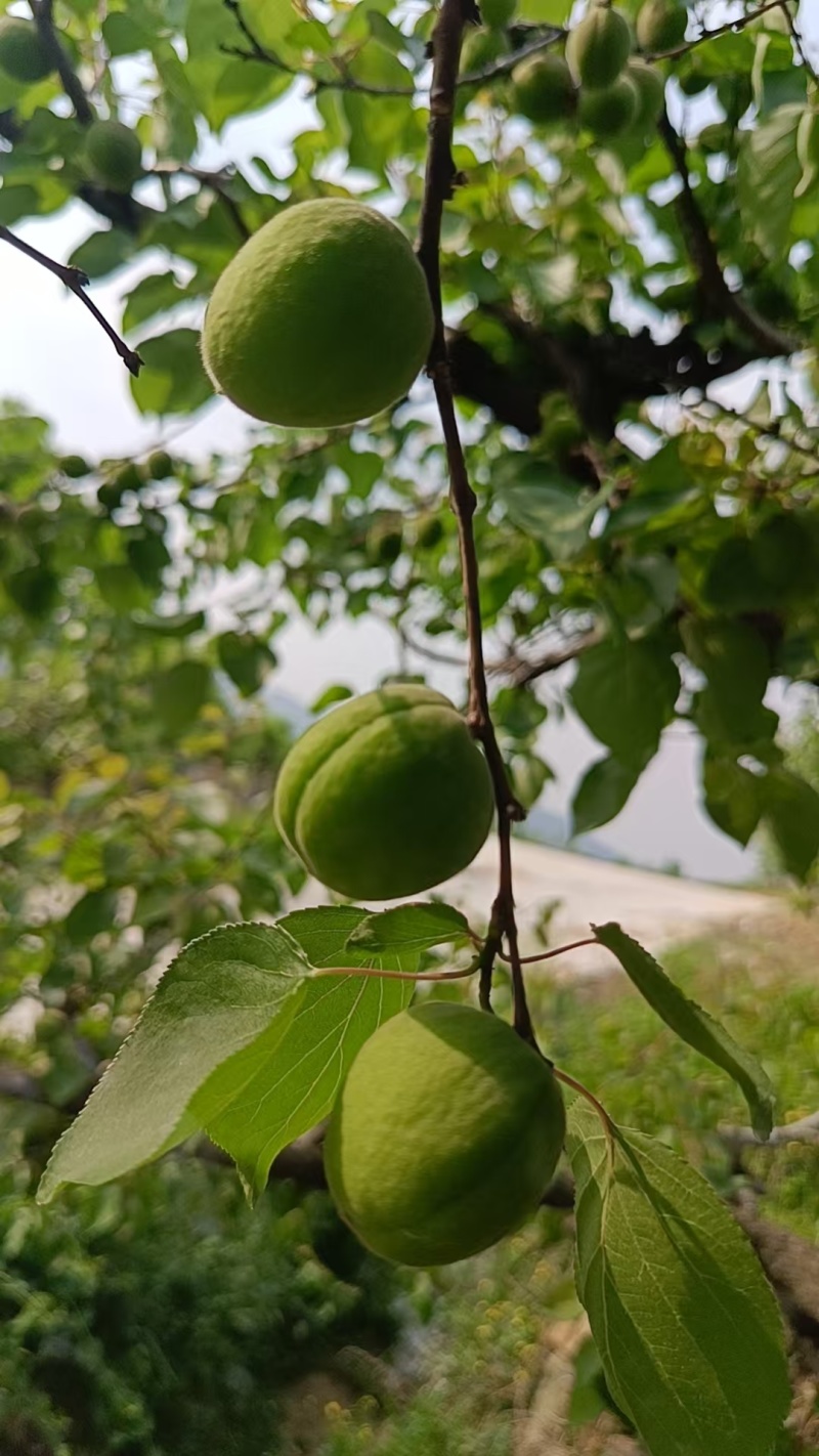 山东金太阳杏，货源充足，产地新鲜直摘，量大从优