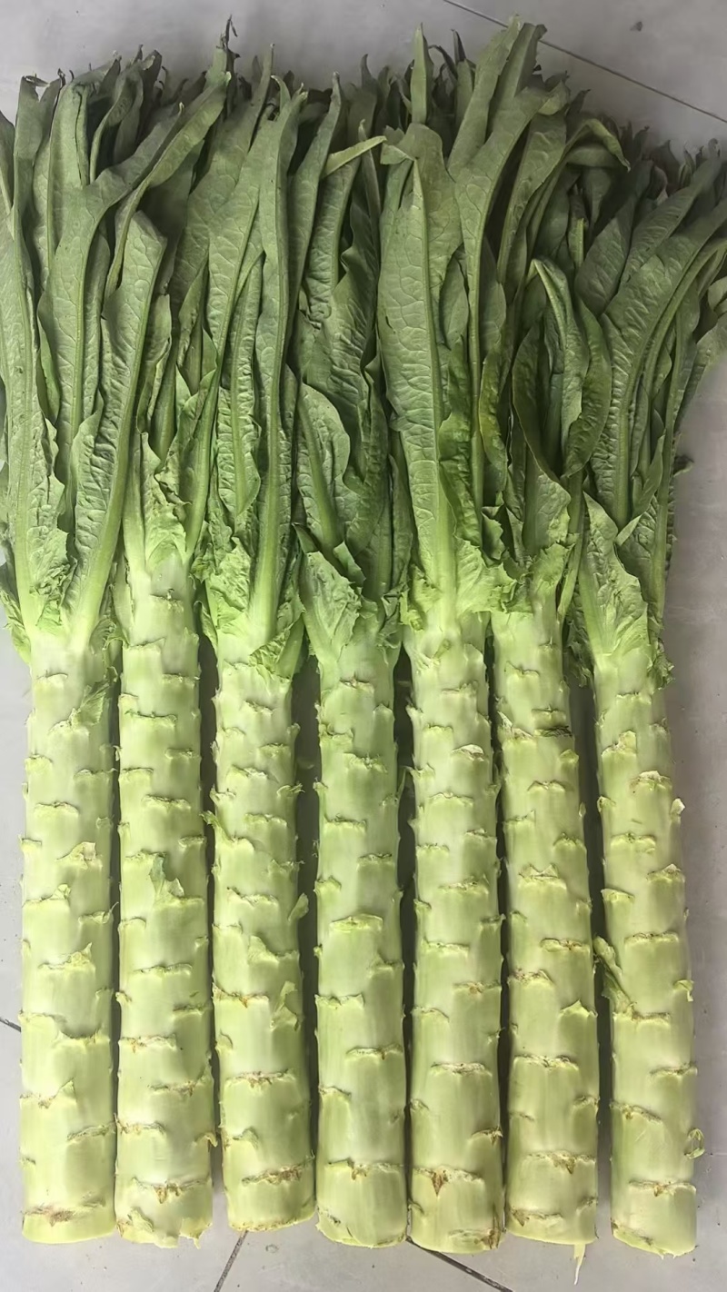 精品大棚绿叶青笋大量上市精品大棚绿叶青笋大量上市