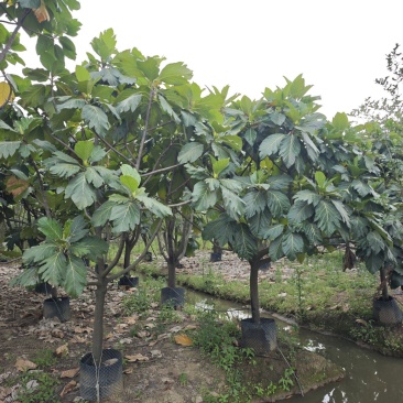 2504长期供应矮分枝全冠面包树10-20cm假植苗