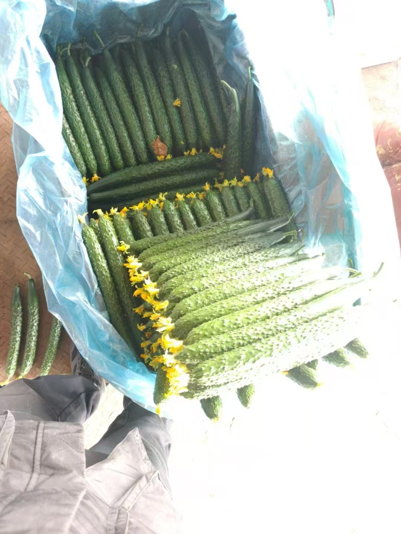山东兰陵密刺黄瓜大量接单产地直发量大从优欢迎来电