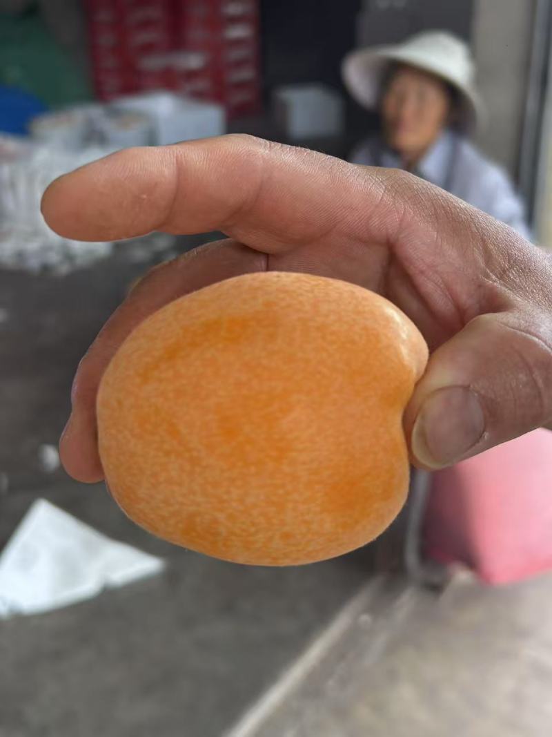 四川大五星枇杷，主要是口感好，果大，品质说话保质保量