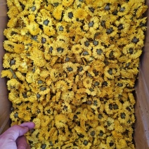 黄菊花菊花茶婺源皇菊正宗徽州皇菊花批发金丝茶菊花