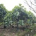 2504长期供应矮分枝全冠面包树10-20cm假植苗