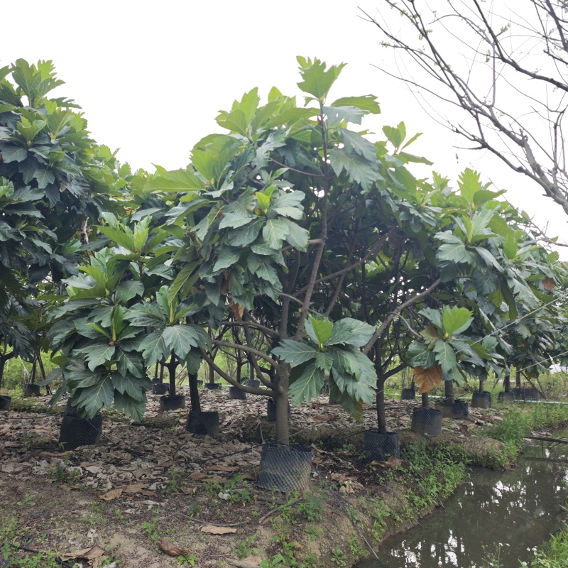 2504长期供应矮分枝全冠面包树10-20cm假植苗