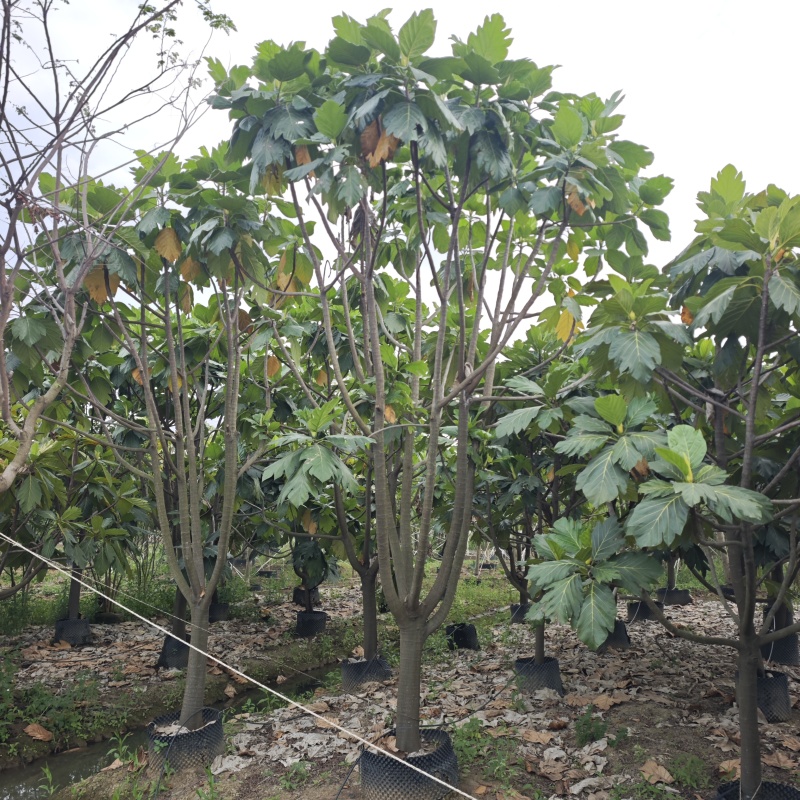 2504长期供应矮分枝全冠面包树10-20cm假植苗