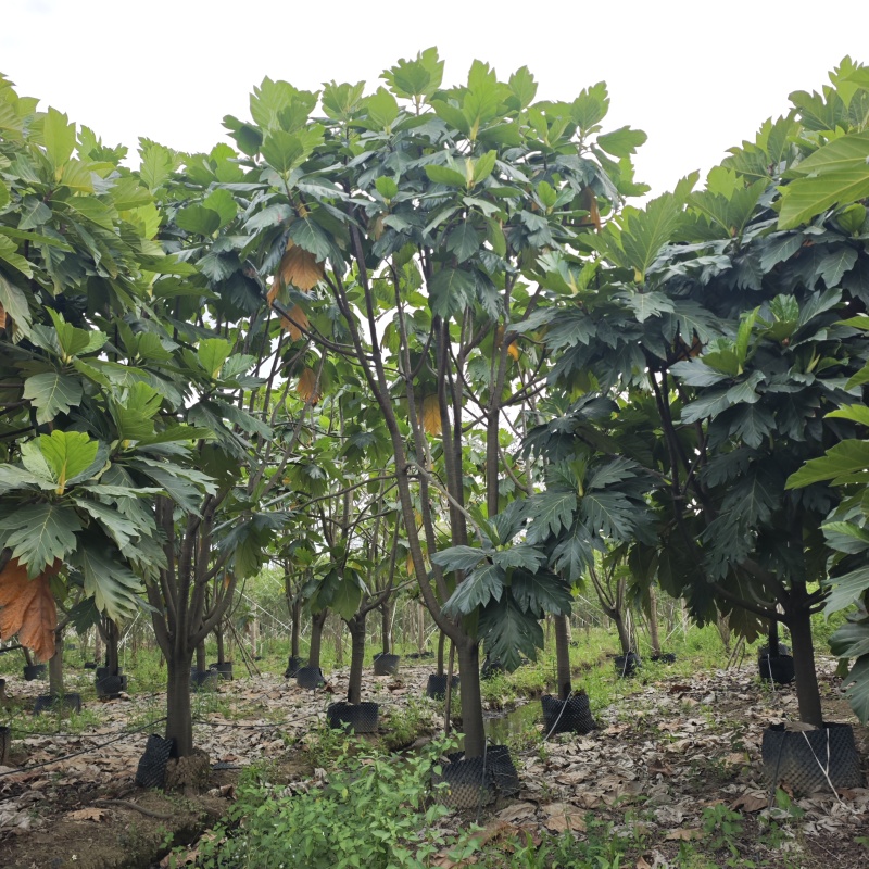 2504长期供应矮分枝全冠面包树10-20cm假植苗
