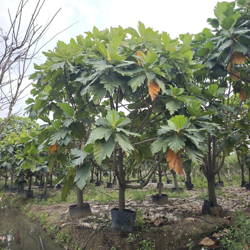 2504长期供应矮分枝全冠面包树10-20cm假植苗