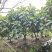 2504长期供应矮分枝全冠面包树10-20cm假植苗
