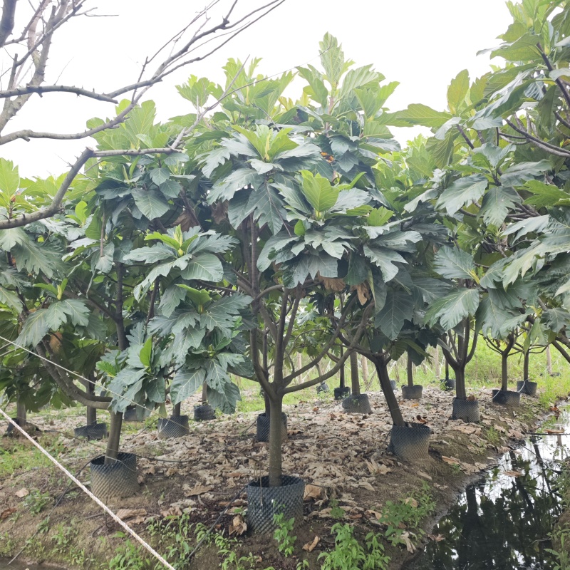 2504长期供应矮分枝全冠面包树10-20cm假植苗