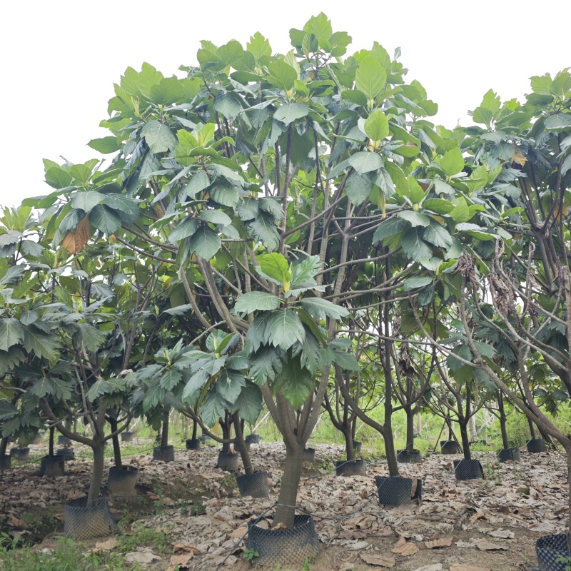 2504长期供应矮分枝全冠面包树10-20cm假植苗