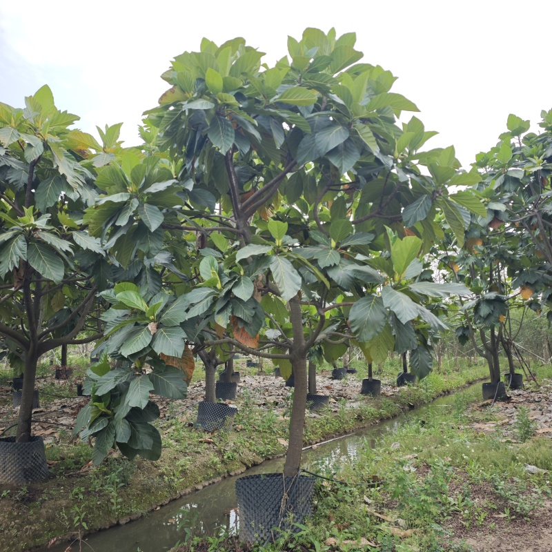 2504长期供应矮分枝全冠面包树10-20cm假植苗