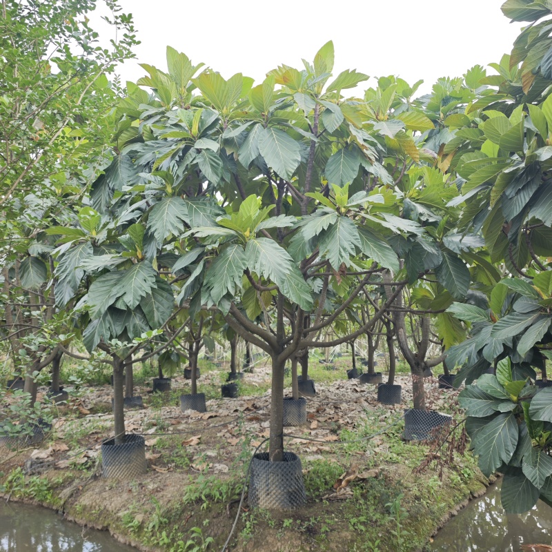 2504长期供应矮分枝全冠面包树10-20cm假植苗