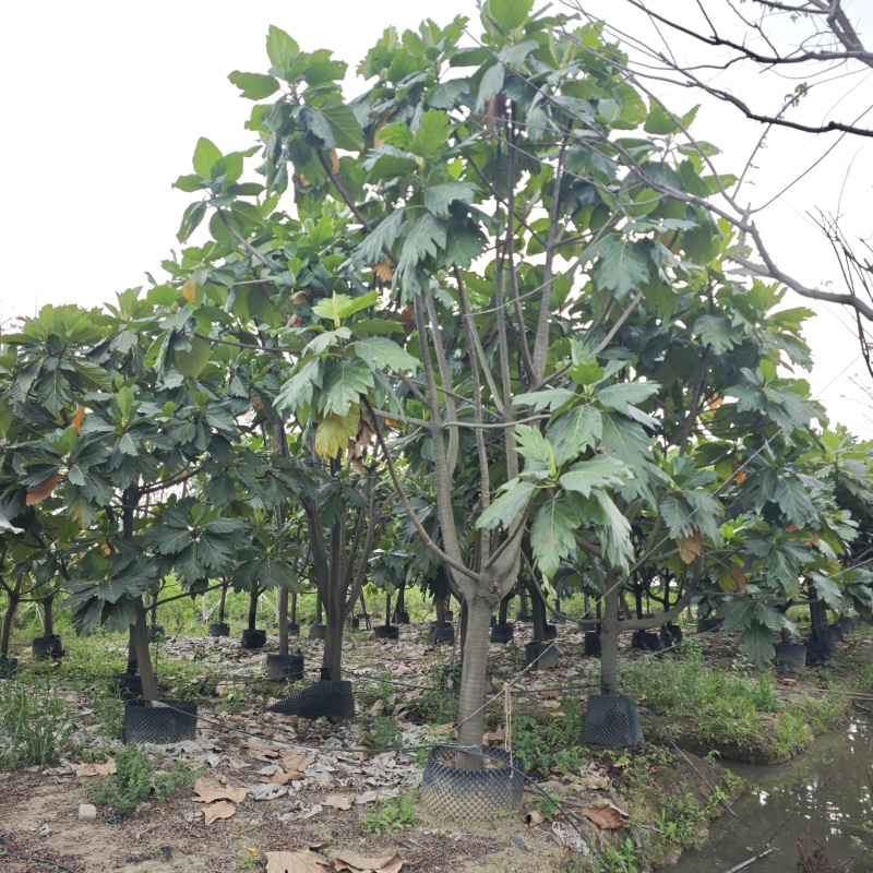 2504长期供应矮分枝全冠面包树10-20cm假植苗