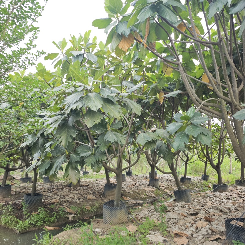 2504长期供应矮分枝全冠面包树10-20cm假植苗