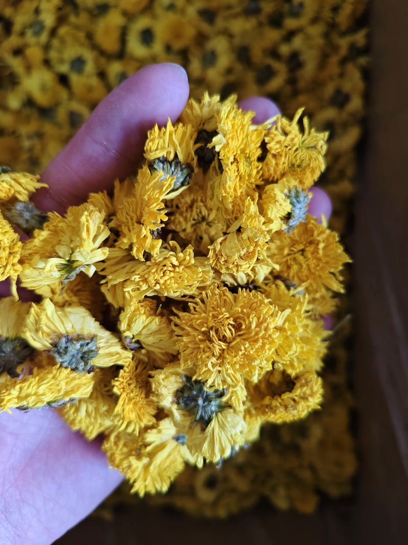 黄菊花菊花茶婺源皇菊正宗徽州皇菊花批发金丝茶菊花