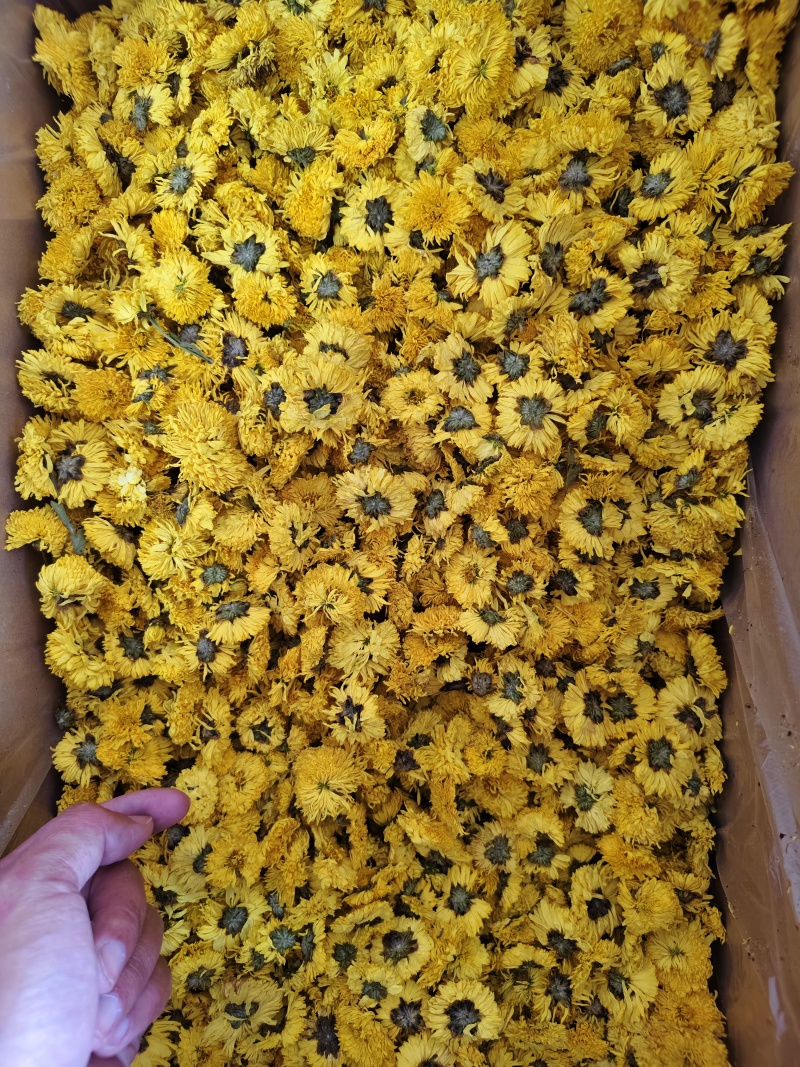 黄菊花菊花茶婺源皇菊正宗徽州皇菊花批发金丝茶菊花