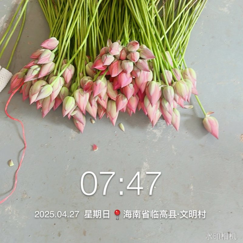 2025年海南鲜切荷花