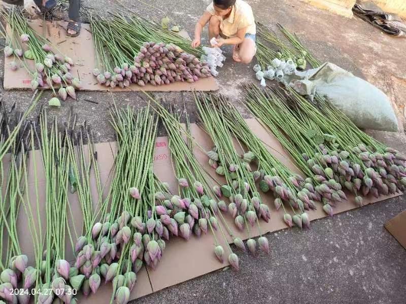 2025年海南鲜切荷花