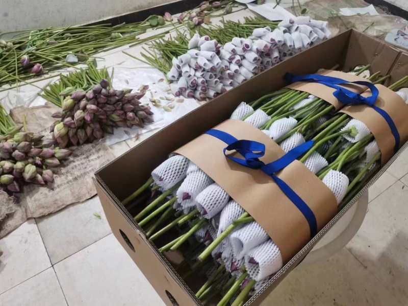 2025年海南鲜切荷花