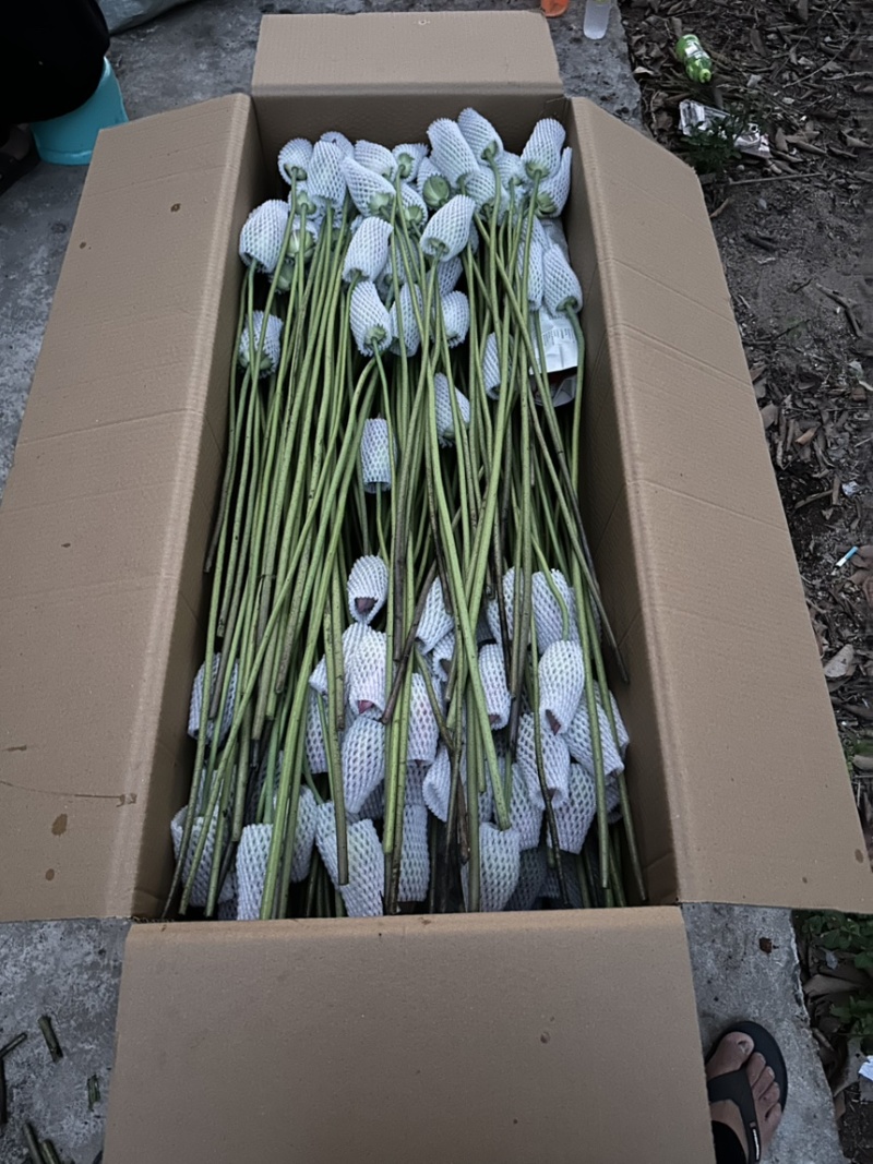2025年海南鲜切荷花