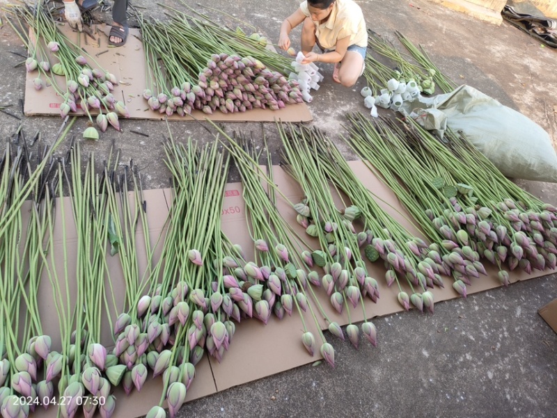 2025年海南鲜切荷花
