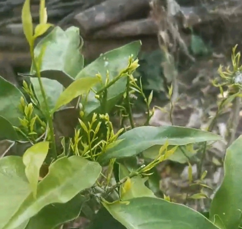 野菜甜菜，雷公菜基地直供品质好营养高欢迎联系