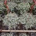 广州基地供应花卉盆栽150吊盆BB草