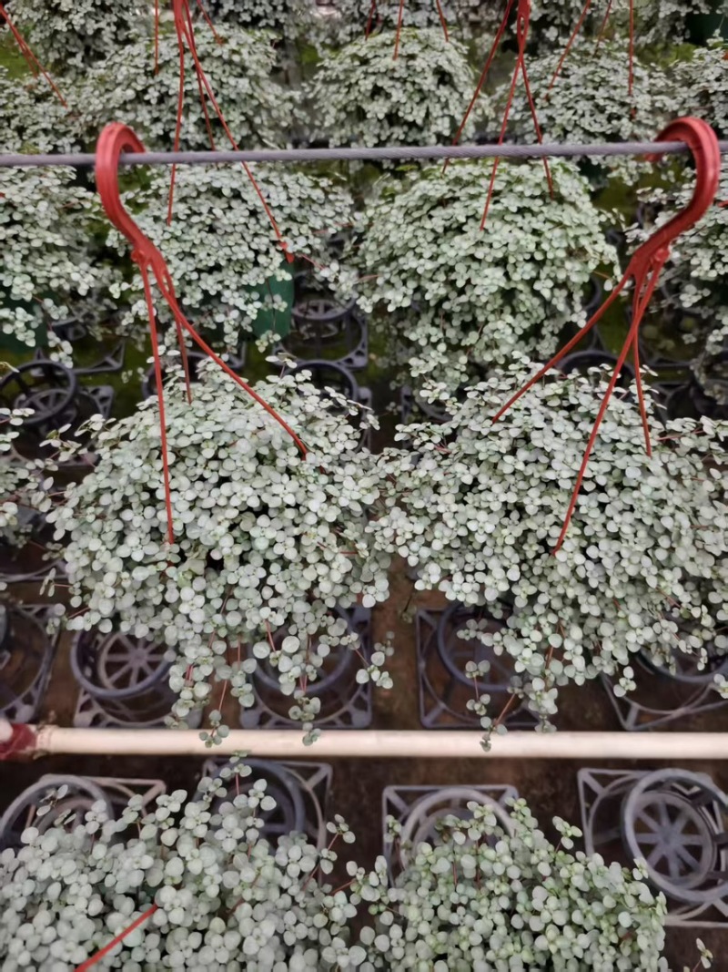 广州基地供应花卉盆栽150吊盆BB草
