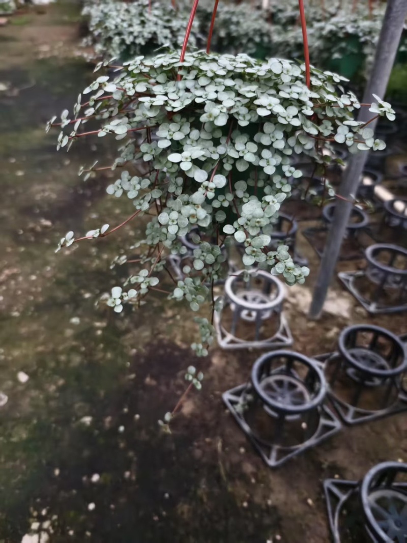 广州基地供应花卉盆栽150吊盆BB草