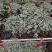 广州基地供应花卉盆栽150吊盆BB草