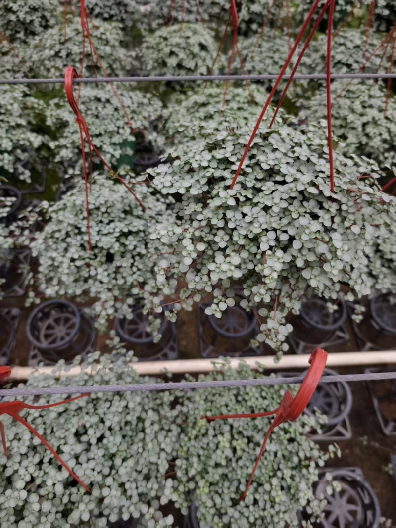 广州基地供应花卉盆栽150吊盆BB草