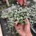 广州基地供应花卉盆栽150吊盆BB草