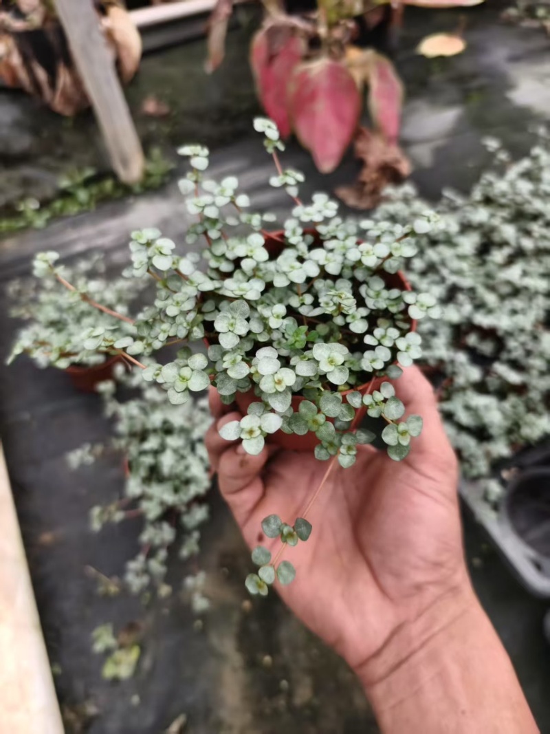 广州基地供应花卉盆栽150吊盆BB草