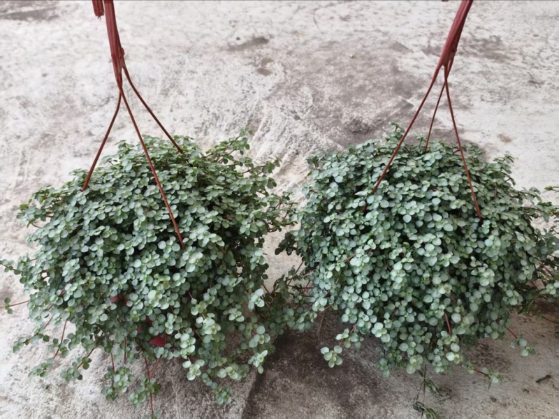 广州基地供应花卉盆栽150吊盆BB草