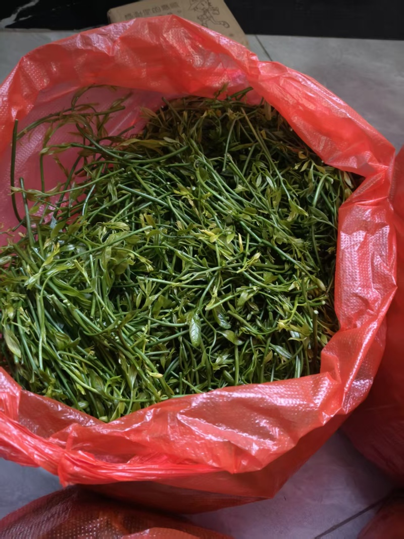 野菜甜菜，雷公菜基地直供品质好营养高欢迎联系