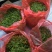 野菜甜菜，雷公菜基地直供品质好营养高欢迎联系