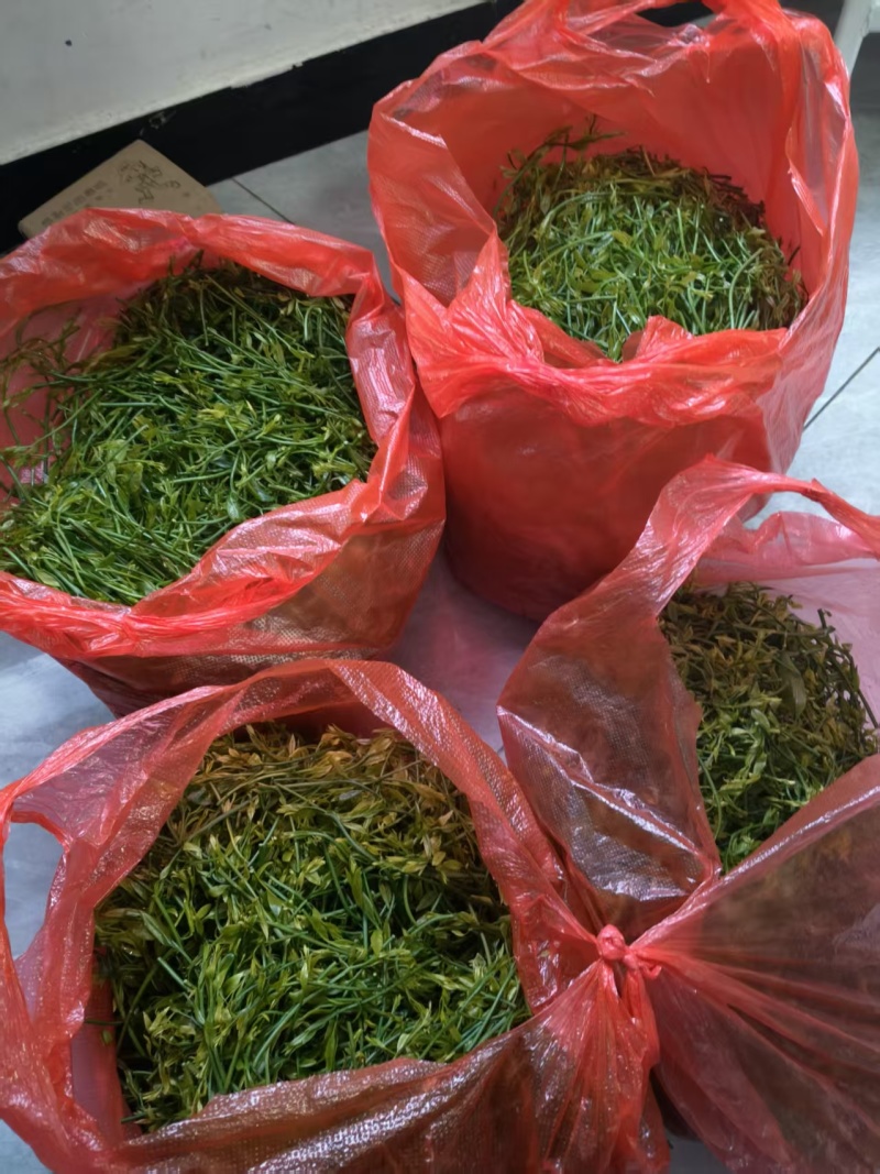 野菜甜菜，雷公菜基地直供品质好营养高欢迎联系