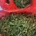 野菜甜菜，雷公菜基地直供品质好营养高欢迎联系