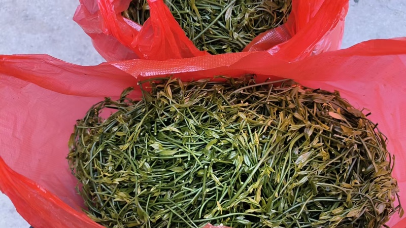 野菜甜菜，雷公菜基地直供品质好营养高欢迎联系